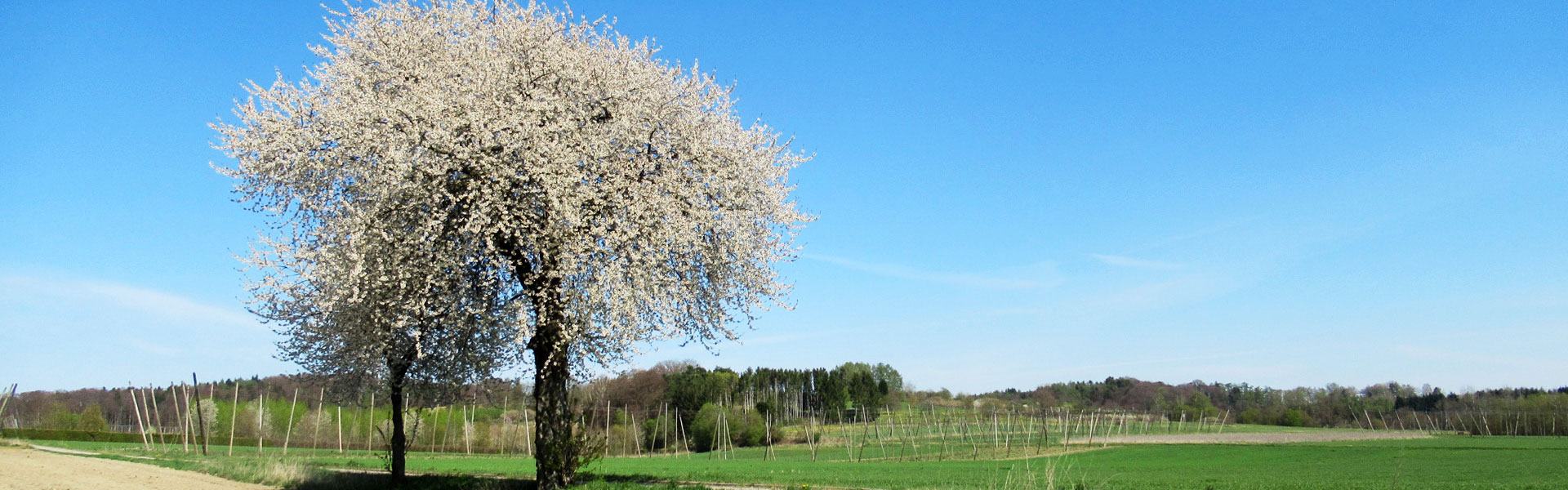 Slider Baum im Frühjahr mit Landschaft
