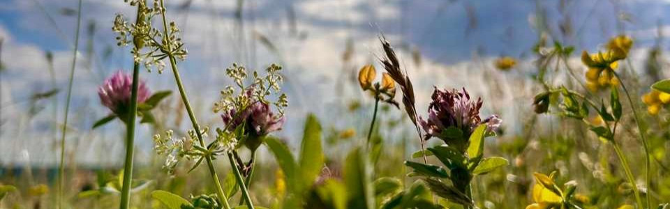 (c) K Neuhauser – Slider Bunte Blumen